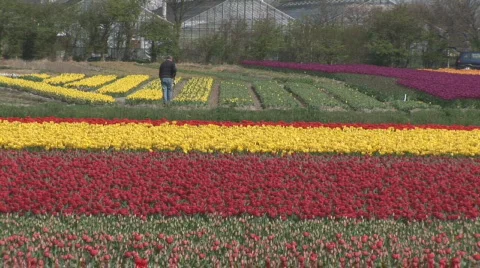 Netherlands 17 Tulip Fields 03 Stockbeeldmateriaal 533475