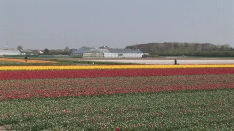 Netherlands 18 Tulip Fields 04 Video stock 533443
