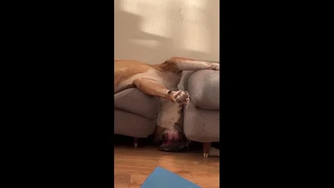 Netherlands: Boxer sleeps upside down between sofa sections in Haarlem, N... 動画素材 345774163