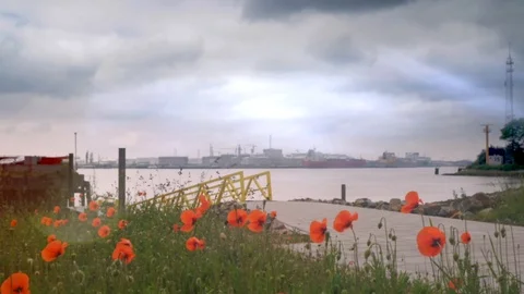 The Netherlands. Container ship in export and import. Stock Footage 108296411