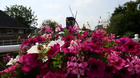 Netherlands Flowers with Windmill in Background Stock-Footage 101632459