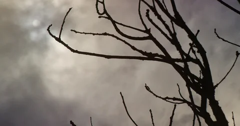 Netherlands, Krommenie, bare tree branches Stock Footage 99108298