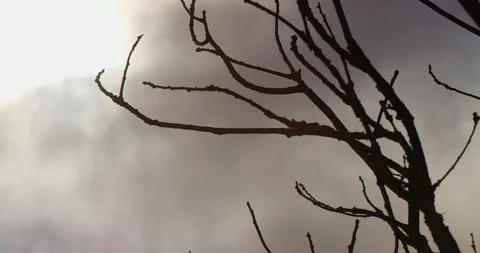 Netherlands, Krommenie, bare tree branches Stock Footage 99108381