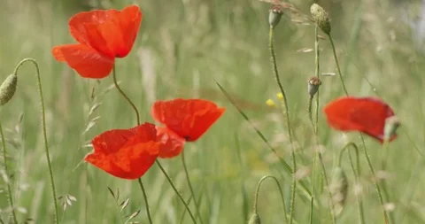 Netherlands, Krommenie, Greenery Stock Footage 99106943