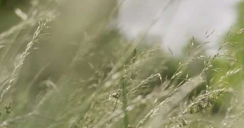 Netherlands, Krommenie, Greenery Stock Footage 99107367