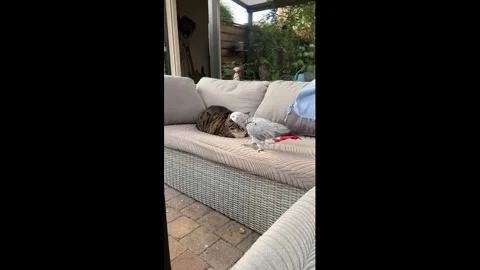 Netherlands: Parrot And Cat Share Adorable Bond Video stock 333565628