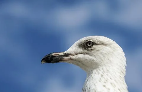 Netherlands Seagull Stock Photos