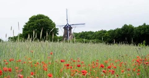 Netherlands windmill with poppy's foreground Stock Footage 106189219