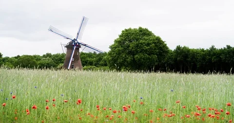 Netherlands windmill with poppy's foreground Stock Footage 106189304