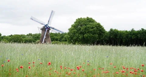 Netherlands windmill with poppy's foreground Stock Footage 106189441