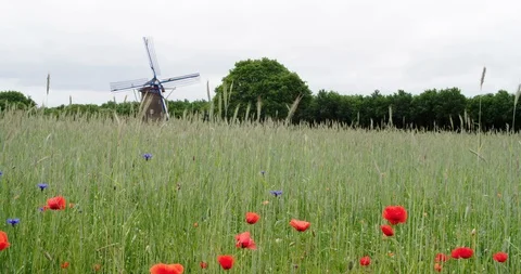 Netherlands windmill with poppy's foreground Stock Footage 106189616