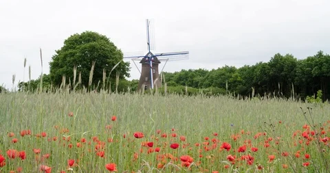 Netherlands windmill with poppy's foreground Stock Footage 106189650