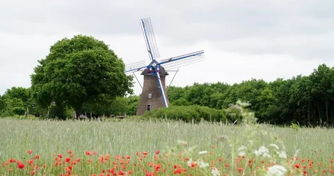 Netherlands windmill with poppy's foreground Stock Footage 106189741