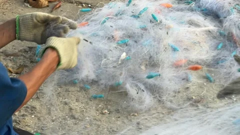 Nets are pulled, aligned, and checked by fishermen onshore, textured fibers and Stock Footage 327138011