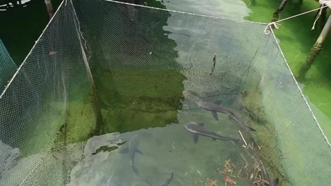Nets with exotic fish and fish farms in fishing village in Koh rong island,.. Stock Footage 287352979