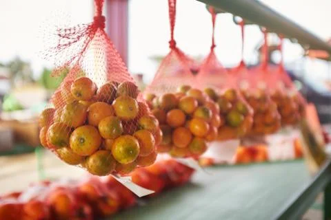 Nets with oranges hanging in row Stock Photos