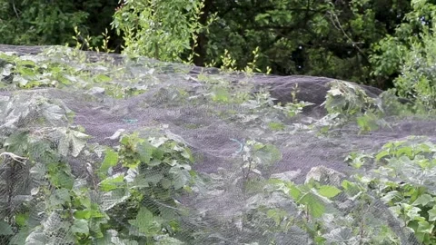 Nets over plants in pythouse gardens wiltshire 스톡 동영상 137400657