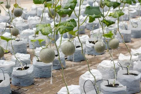 Netted melon farming Stock Photos