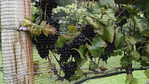 NettedGrapes Stock Footage 97528968