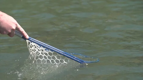 Netting a fish slow motion Stock Footage 101438166