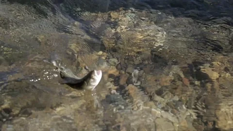 Netting Rainbow Trout Close Up Stock Footage 99798333