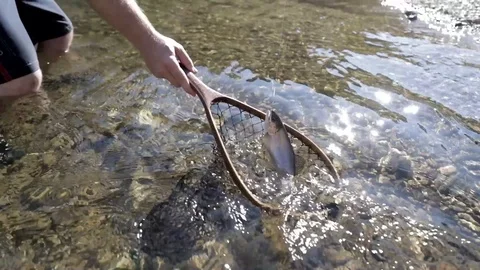 Netting Rainbow Trout Stock Footage 99798582