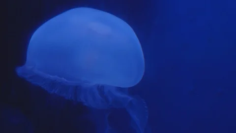 Nettle animals (Cnidaria) in 4K. Stock Footage 113798774