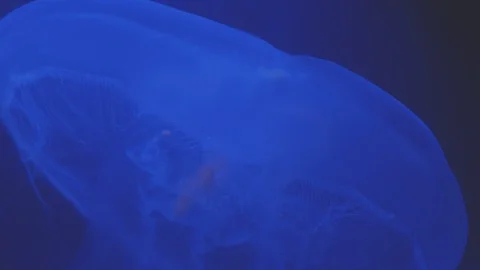 Nettle animals (Cnidaria) in 4K. Stock Footage 113798793