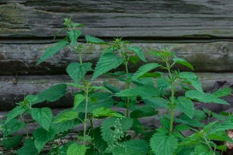 Nettle on the background of an old house. Stock-Fotos