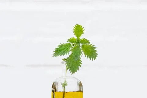 Nettle in bottle and background white wall Stock Photos