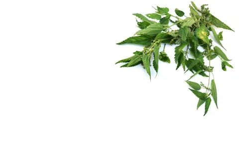 Nettle branches isolated on white background.	 Stock Photos