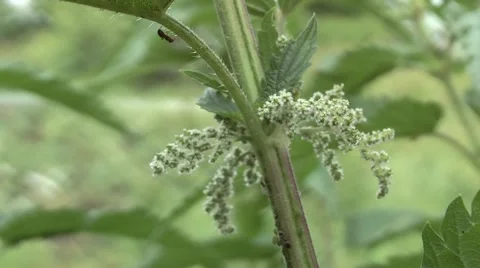 Nettle, burning weed. Stock-Footage 6527162