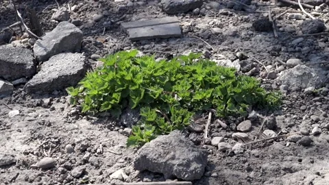 Nettle bush on empty ground Stock Footage 159722394