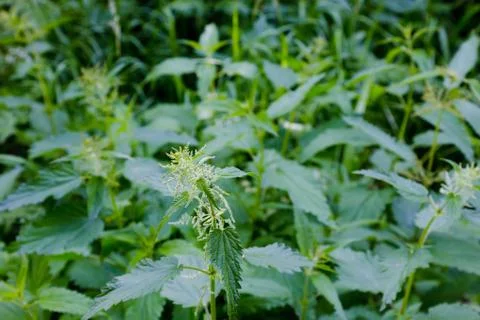 Nettle bush Stock Photos