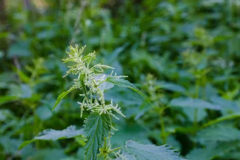 Nettle bush Stock Photos