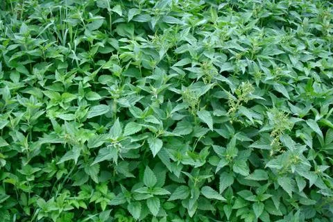 Nettle bush Stock Photos