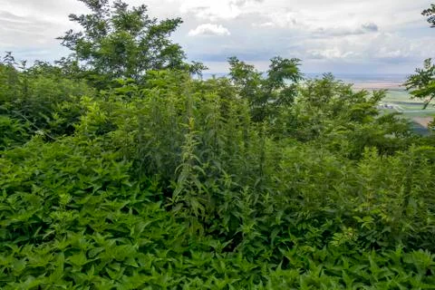 Nettle bush Stock Photos