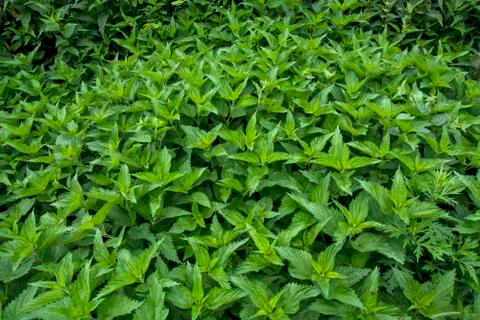 Nettle bush Stock Photos