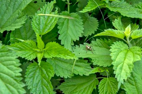 Nettle bush Stock Photos