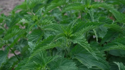 Nettle bushes in early spring, close up image Stock Footage 197375087