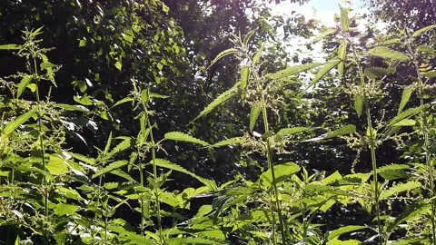 Nettle bushes in the sun and wind in the forest Stock-Footage 133996604