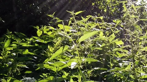 Nettle bushes in the sun in the forest. Stock Footage 133996306