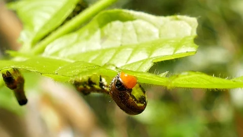 Nettle Caterpillar on leaves Stock Footage 92250665
