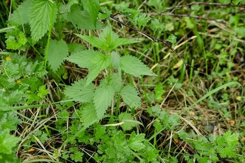 Nettle close-up grows among the grass. useful plant Stock Photos