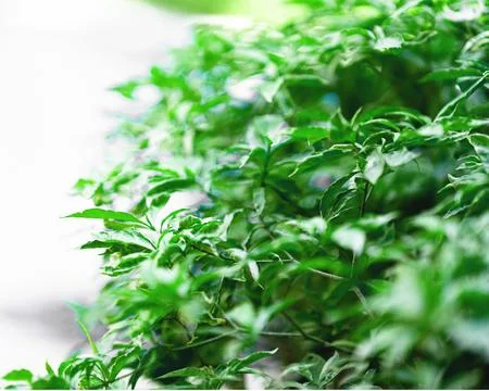 Nettle close up grows a large Bush. Stock Illustration