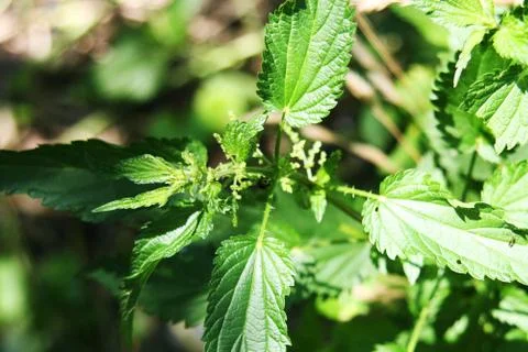 Nettle Close Up Stock Photos
