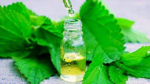 Nettle extract in a small bottle. Selective focus. Stock Footage 154962067