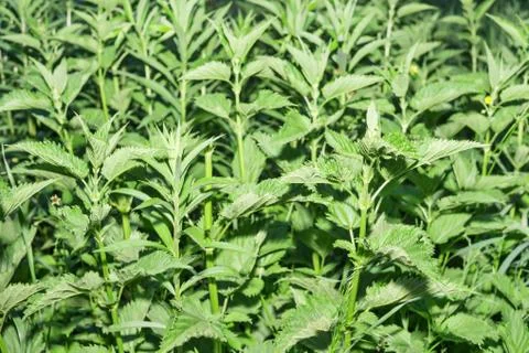 Nettle field in the light of lantern Stock Photos