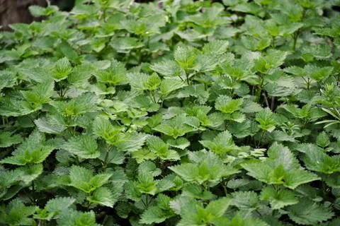 Nettle field Stock Photos