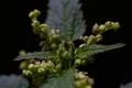 Nettle flower closeup extreme macro shot stock photography Photo